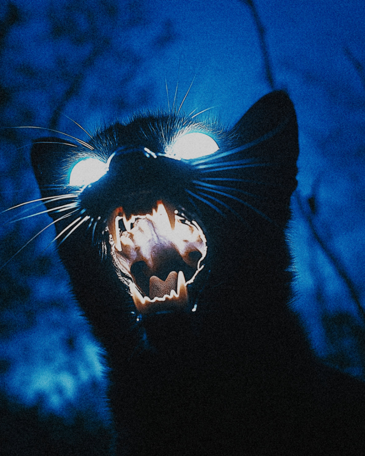 Testa di gatto nero con occhi bianchi luminosi